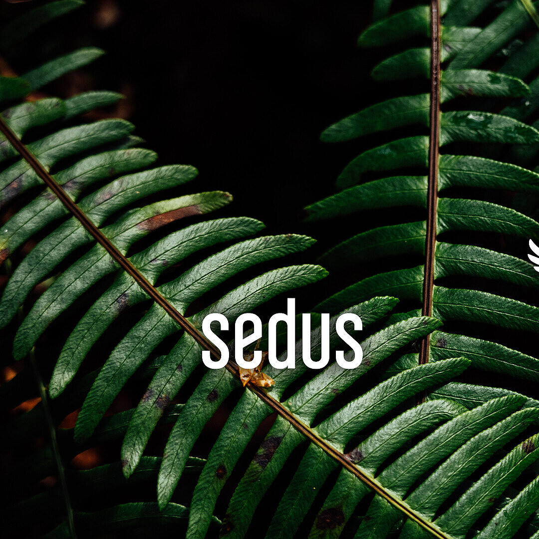 Nahaufnahme von grünen Farnblättern vor dunklem Hintergrund mit den weißen Logos von Sedus und Wilderness International.