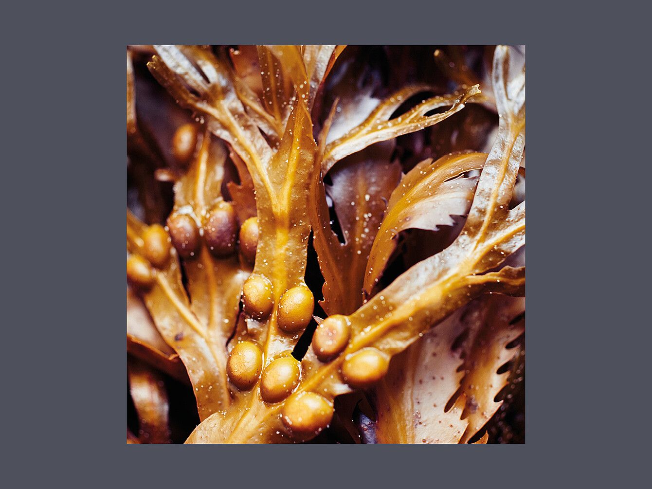 Primo piano di alghe brune con vesciche d’aria bulbose e fronde strutturate