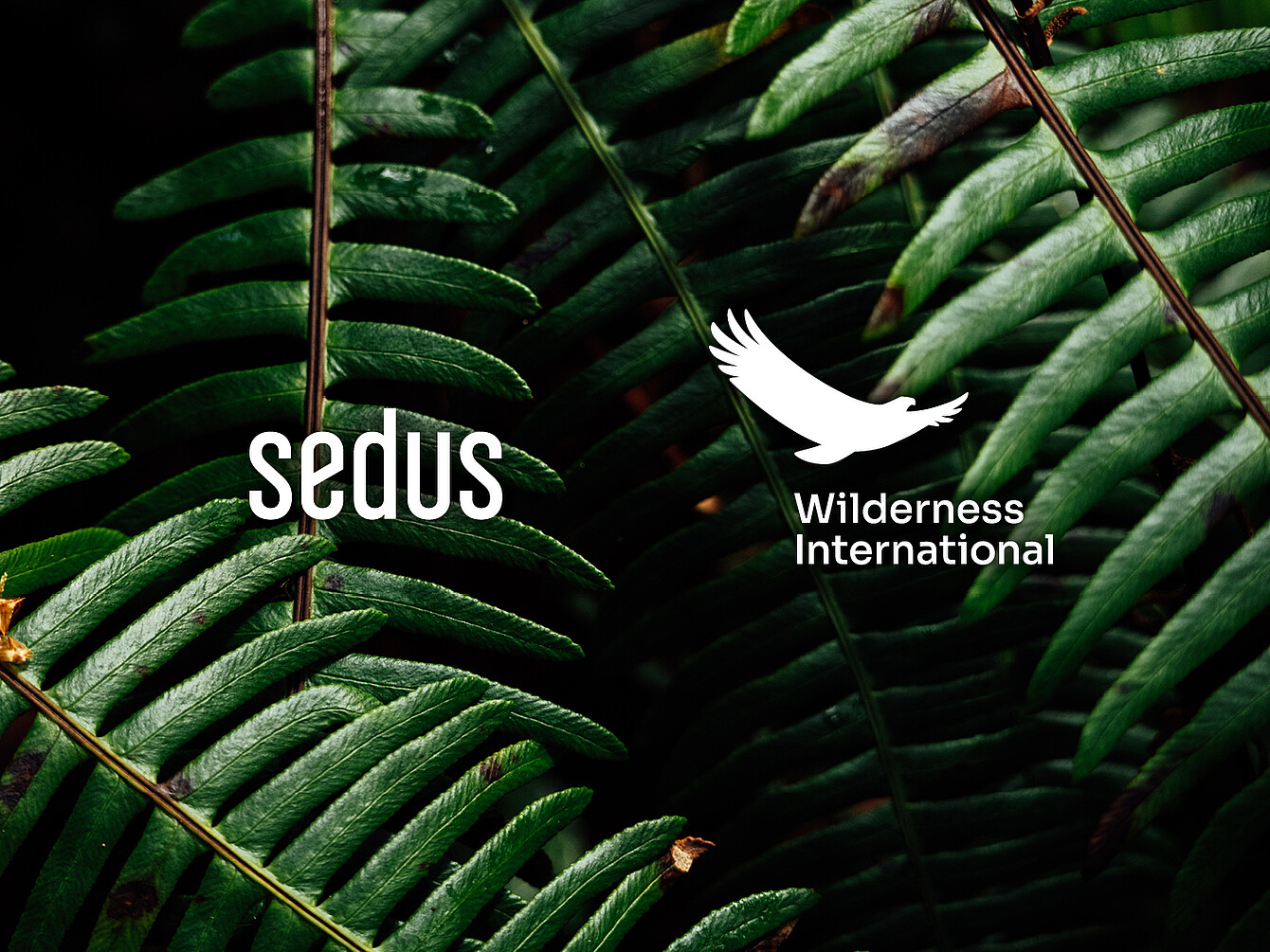 Primer plano de hojas de helecho verdes con los logotipos blancos de Sedus y Wilderness International superpuestos