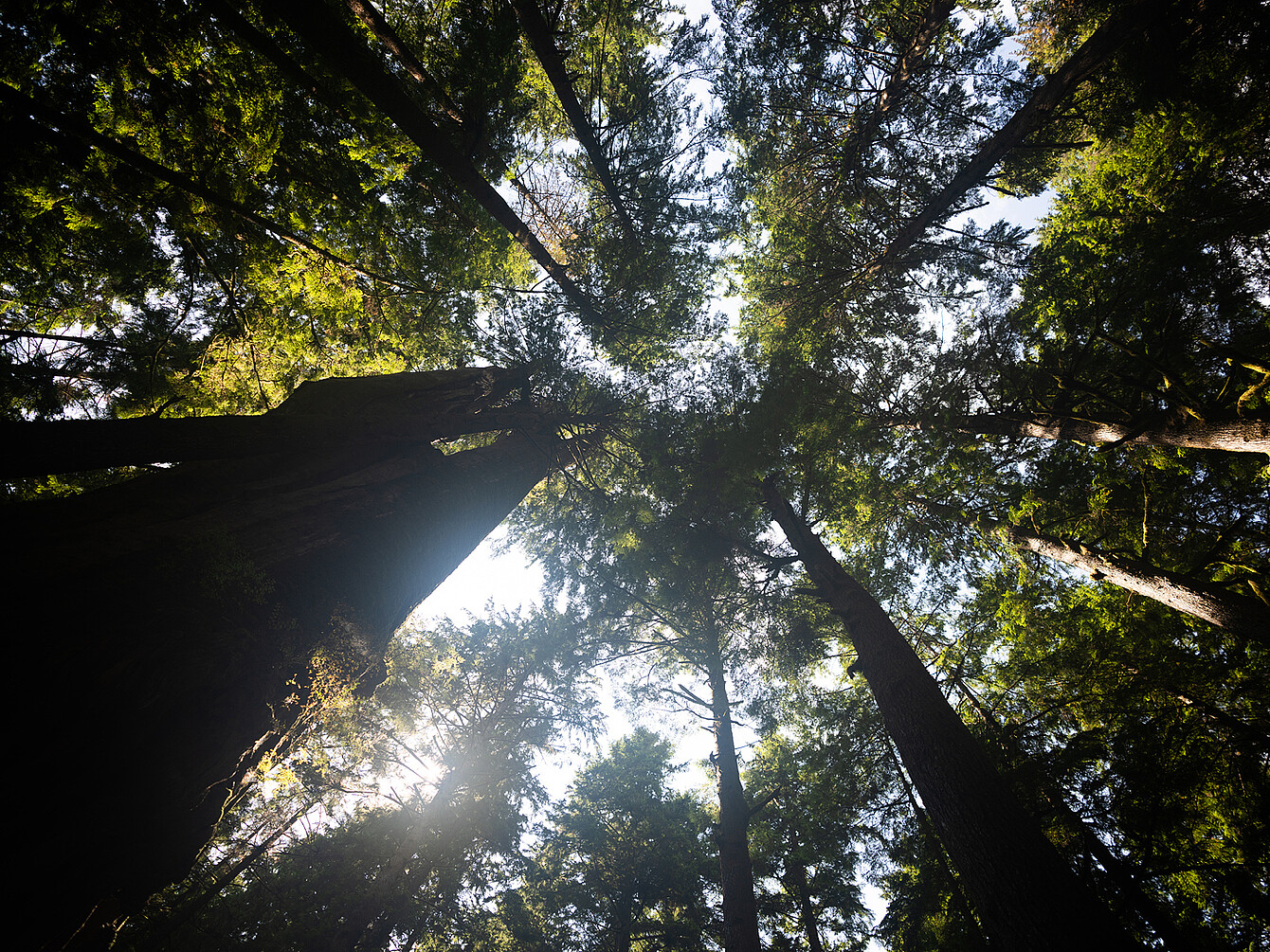 Vista de unos árboles altos con la luz del sol filtrándose a través del dosel