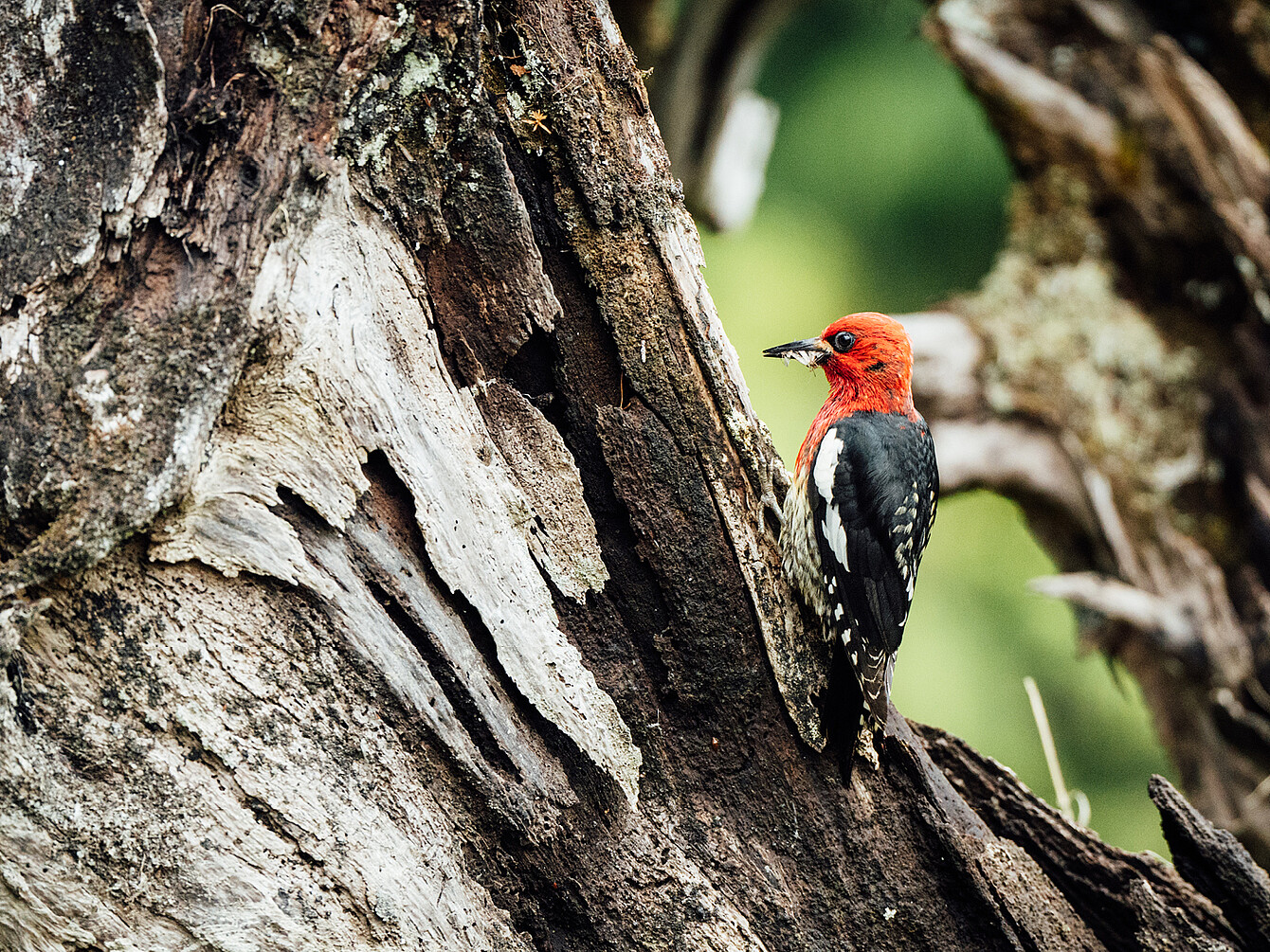 Pájaro carpintero de cabeza roja y cuerpo blanco y negro posado en el tronco de un árbol con un insecto en el pico