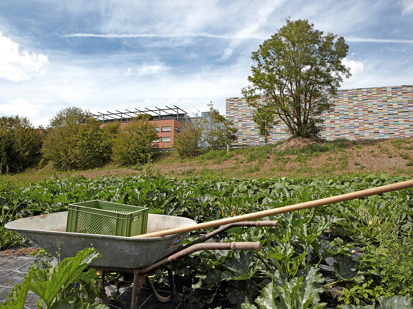 Carriola con cassa verde e attrezzi da giardino in un orto lussureggiante vicino a moderni edifici per uffici, per evidenziare la ristorazione sostenibile e l’alimentazione sana nella cultura del lavoro.