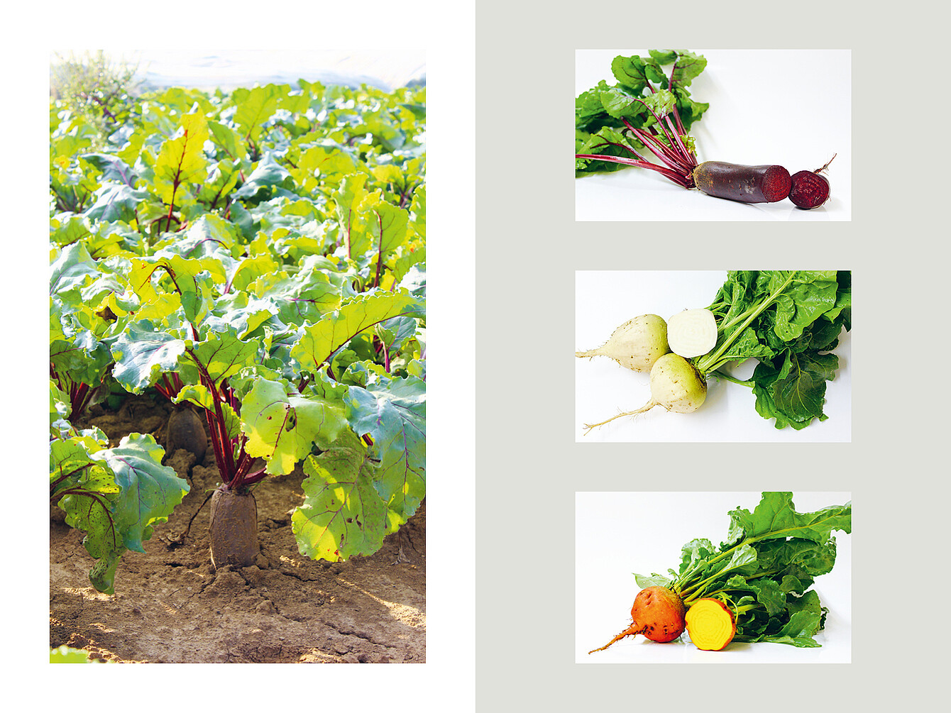Campo de plantas de remolacha roja con raíces visibles en el suelo; tres variedades de remolacha con hojas, una roja con sección transversal cortada, una blanca y una naranja con sección transversal cortada.